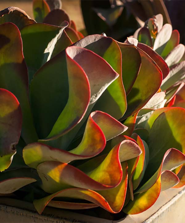 A colorful kalanchoe plant in the morning sun.